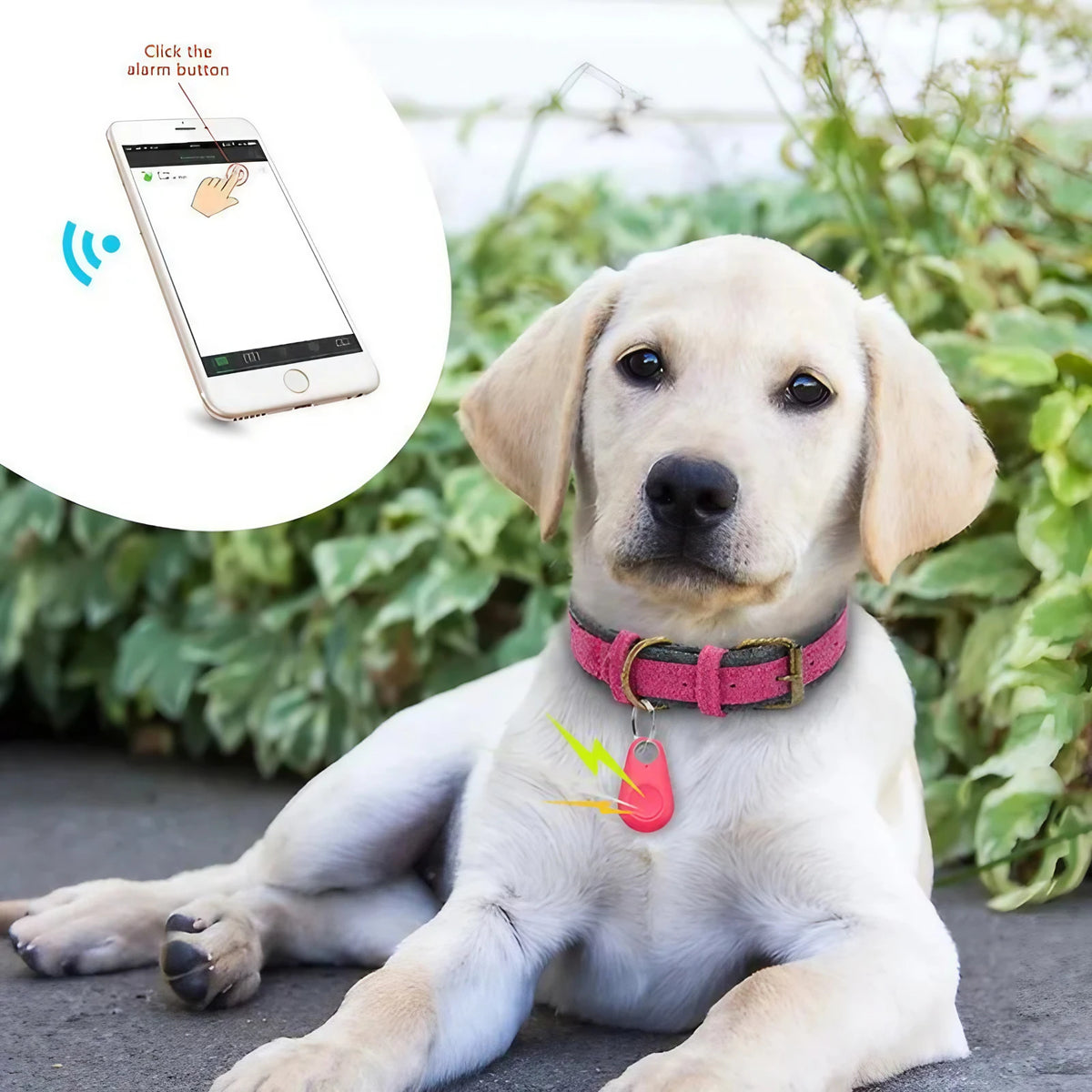 Traceur Bluetooth anti-perte pour chien ou chat, portée 20 m