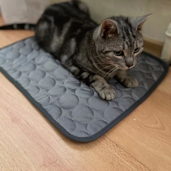 Tapis rafraîchissant pour chat, quatre tailles, quatre coloris
