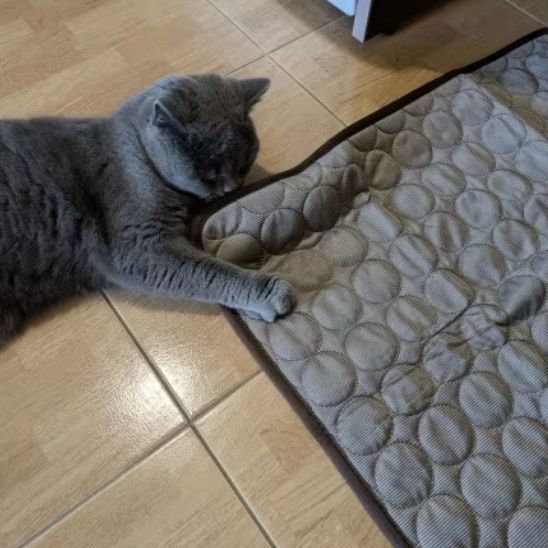 Tapis rafraîchissant pour chat, quatre tailles, quatre coloris
