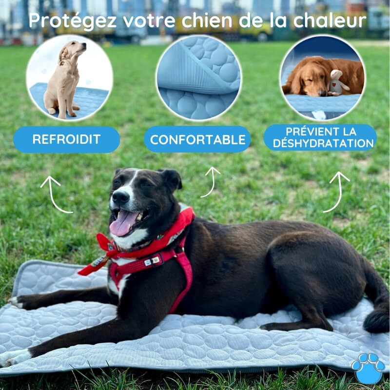 Tapis rafraîchissant pour chien sans eau ni électricité, six tailles